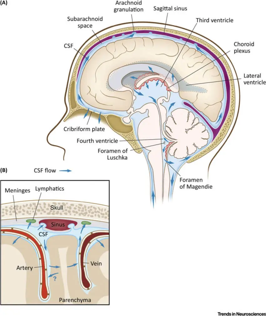 Circulation of CSF